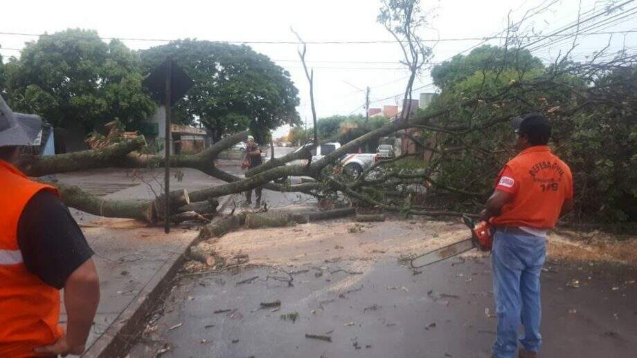 Temporal derruba árvores e deixa ruas alagadas em Dourados