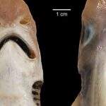 Tubarão sem pele é descoberto por cientistas italianos