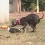 Brincadeira ou briga? Alunos da UFMS de Três Lagoas flagram cachorro e tucano