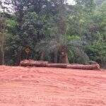VÍDEO: Derrubada de árvores na área da obra da MS-450 revolta moradores