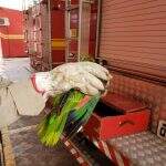 Papagaio fica mais de 24 horas preso em linha de pipa e é resgatado pelos Bombeiros