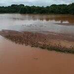 No dia da água, lagos de Campo Grande agonizam e animais enfrentam assoreamento