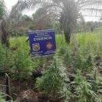 Polícia flagra 15 hectares de plantação de maconha e mais de 6 toneladas da droga na fronteira
