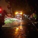 Chuva provoca queda de árvore e deixa moradores sem energia no Vila Almeida