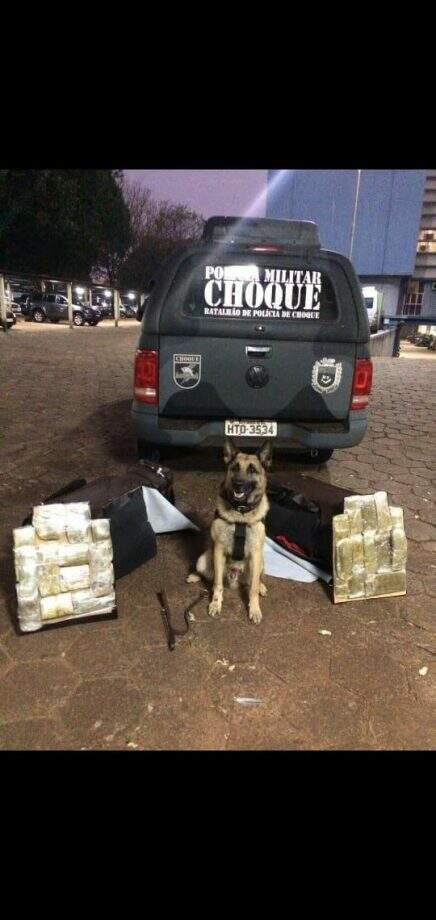Com ajuda de cão farejador, traficante é preso com 7 quilos de haxixe avaliado em R$ 20 mil