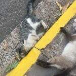 Moradores denunciam ‘serial killer’ de gatos em condomínio no Santa Luzia