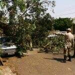 Árvore de médio porte cai sobre veículo, danifica para-brisa e interrompe tráfego em rua