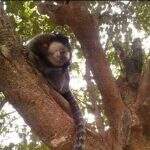 Macacos ‘visitantes’ preocupam moradores de condomínio em Campo Grande