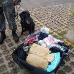 Cão farejador encontra drogas em bagagem de passageira que viajava a Gioânia