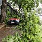 Galho de árvore cai sobre carro e causa estrago no centro de Campo Grande