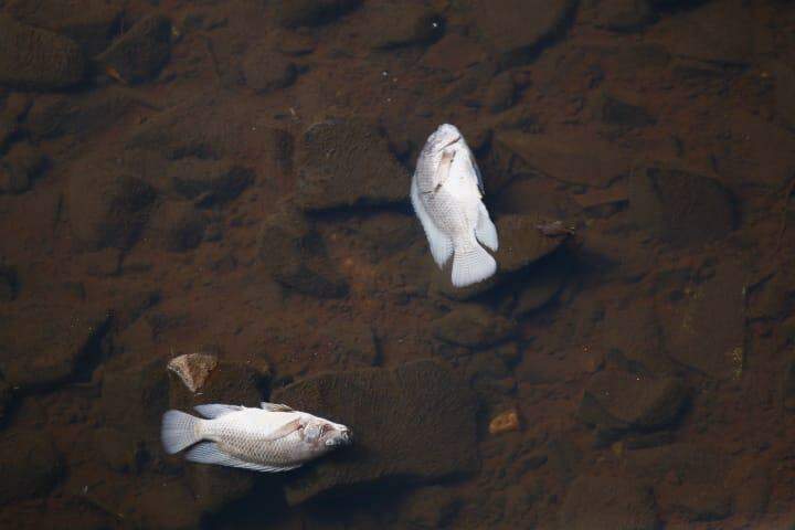 PMA afirma que causa de morte dos peixes no córrego pode ser falta de oxigênio