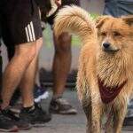 Rucio Capucha: o cãozinho que se tornou um símbolo dos protestos no Chile