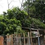 Chuva derruba árvore e causa prejuízos a morador no conjunto José Abrão