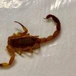 Cidade de MS tem média de 2 casos de picada de escorpião por dia em 2020
