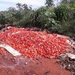 VÍDEO: Milhares de tomates e laranjas são descartados em terreno do Nova Lima