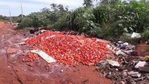 Milhares de tomates foram jogados em um terreno do bairro Nova Lima. (Foto: Leitor Midiamax)