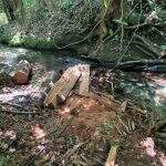 Fazendeiro de Miranda é multado em R$ 7,5 mil por exploração de madeira ilegal