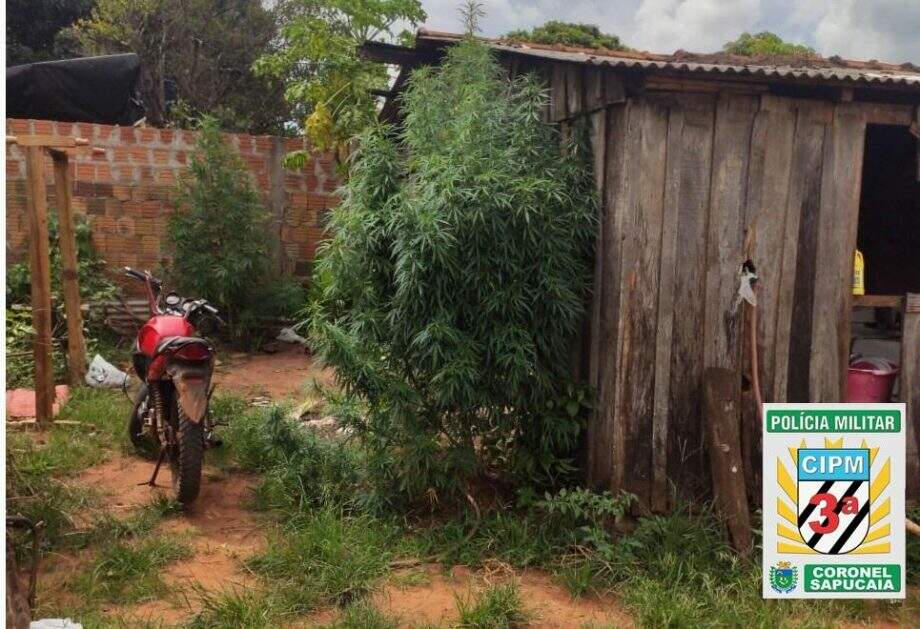 Mulher que cultivava maconha no quintal de casa é presa pela PM