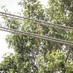 Maritaca presa em árvore mobiliza Bombeiros, Energisa e moradores na Vila Carlota