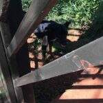Cadela morre e polícia resgata três cães infestados de carrapatos em Campo Grande