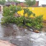 Chuva derruba árvores e deixa bairros sem luz em Campo Grande