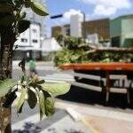 Engepar substitui mais 8 árvores que não brotaram na Rua 14 de Julho