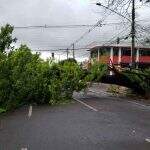 Após chuva forte na madrugada, árvore de grande porte cai na Antônio Maria Coelho