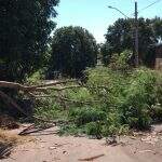 Galho de árvore cai e interdita rua por uma semana no bairro Coronel Antonino