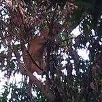 VÍDEO: Onça parda passa a noite em árvore na região central de cidade de MS