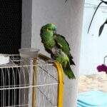 Salvo pela polícia: papagaio mantido em cativeiro arrancava as próprias penas