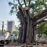 ‘Figueira’ centenária da Praça do Rádio será removida após necrose e infestação de cupins