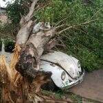 VÍDEO: Após chuva e rajada de vento, árvore de 15 metros cai e atinge dois carros no Jardim Imá