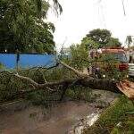 ‘Vendaval’: Chuva forte causa queda de árvore aos fundos de CRS