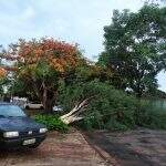Na Vila Sobrinho, duas árvores caem e interditam rua em Campo Grande