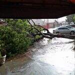 Chuva forte derruba árvore em frente a posto de saúde em Campo Grande