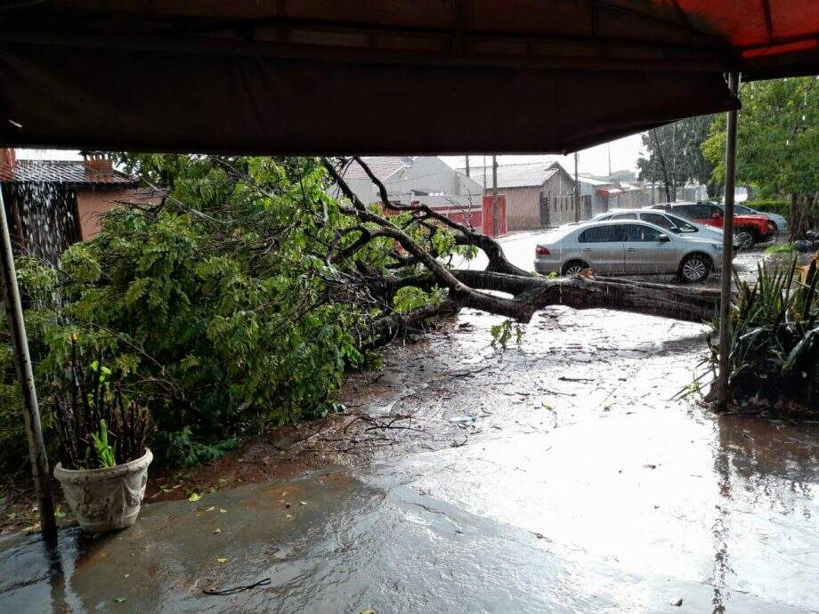 Chuva forte derruba árvore em frente a posto de saúde em Campo Grande