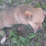 Oferecendo recompensa, família procura cão desaparecido na região do Moreninhas