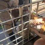 Labrador é resgatado após ficar preso em grade de portão em MS