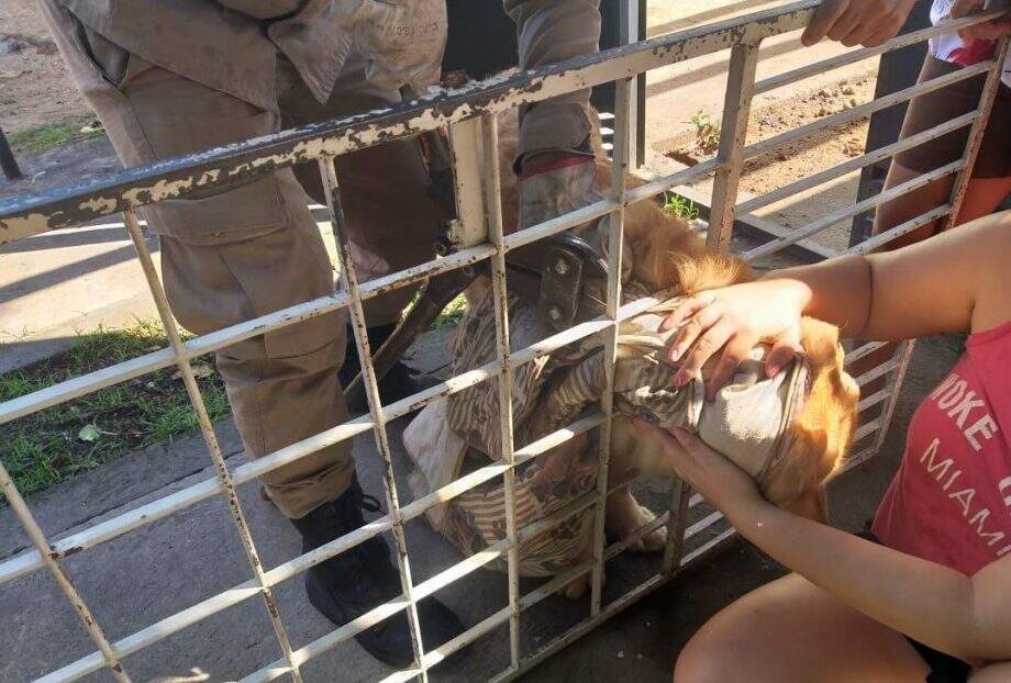 Labrador é resgatado após ficar preso em grade de portão em MS