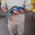 VÍDEO: Raro no Pantanal, frango-d’água-azul é resgatado em terreno baldio com asas machucadas