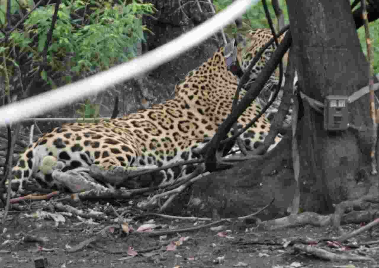 Onça resgatada com queimaduras é devolvida ao seu habitat natural no Pantanal