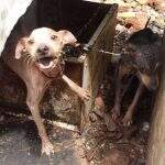 VÍDEO: Desnutridos, cinco cães são encontrados em situação de maus-tratos na Vila Ferroviária