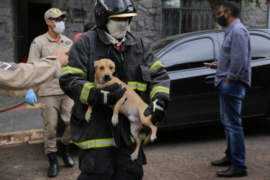 Bombeiros resgatam cachorro durante incêndio em apartamento na Arthur Jorge