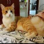 Família procura gato desaparecido na Vila Rica e oferece recompensa de R$ 1 mil