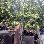 VÍDEO: Galho de árvore cai durante a chuva e destrói bar em Campo Grande