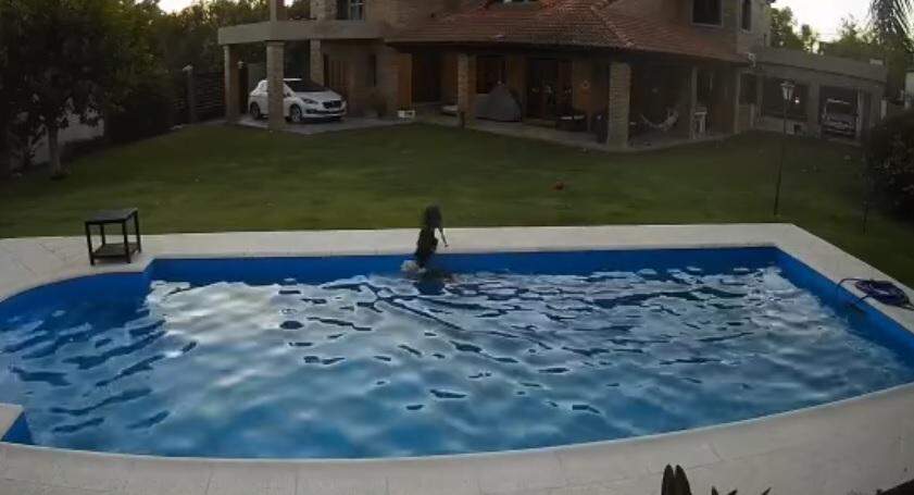 VÍDEO: Cadelinha cega cai em piscina e ‘parceira’ corre para ajudar