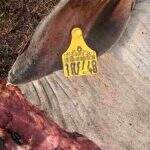 Ladrões matam gado para roubar carne e deixam apenas cabeças em fazenda de MS