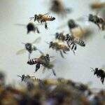Idosa atacada por abelhas morre após cinco dias de internação em hospital