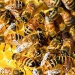 Ataque de abelhas mata homem de 59 anos em MS
