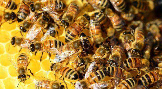 Ataque de abelhas mata homem de 59 anos em MS